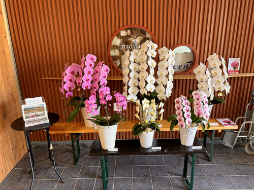 赤平本店　春まつり2026 ～秘蔵品掘り出し市～