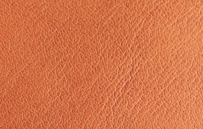 シボの写真1枚目